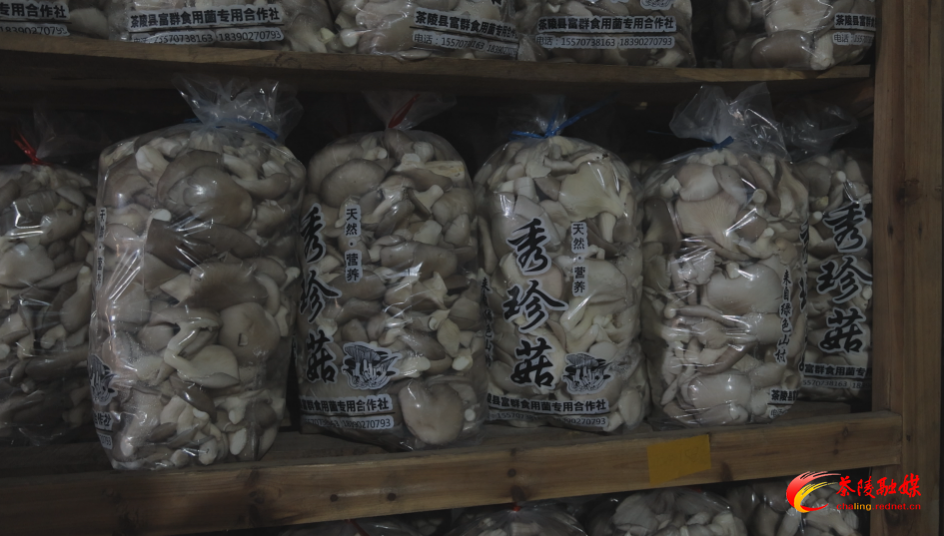 茶陵食用菌走俏粤港澳大湾区