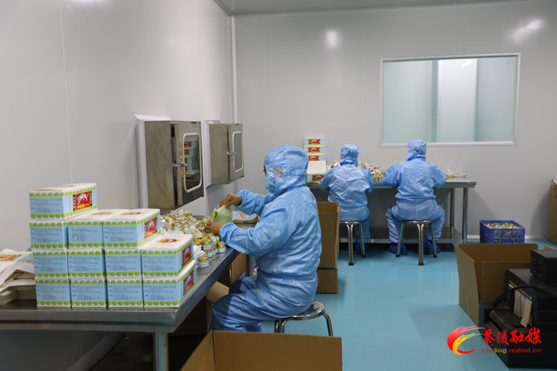 湖南省中药材产业方面专家一行来茶调研
