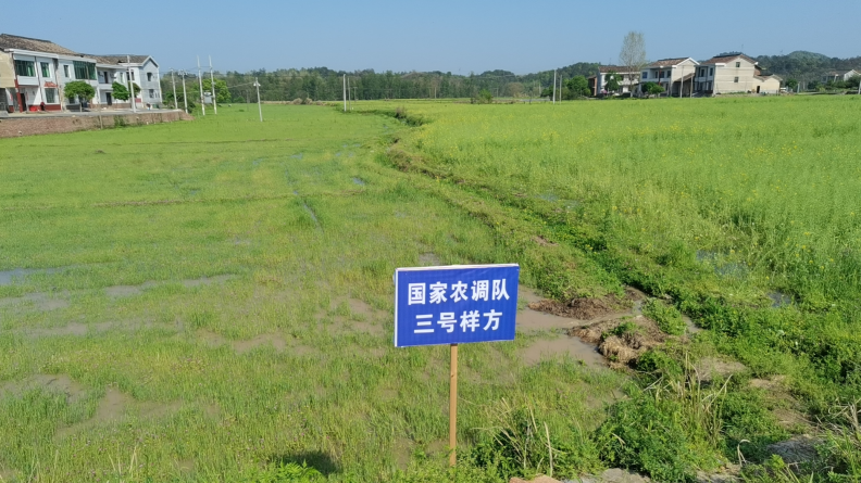 茶山镇：打造水稻“万亩示范片” 推动农业提质增效