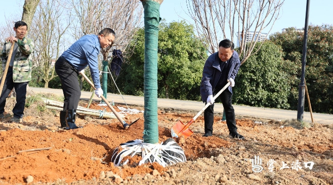 为青春渌口“添绿”！渌口区干群携手栽下200株樱花树