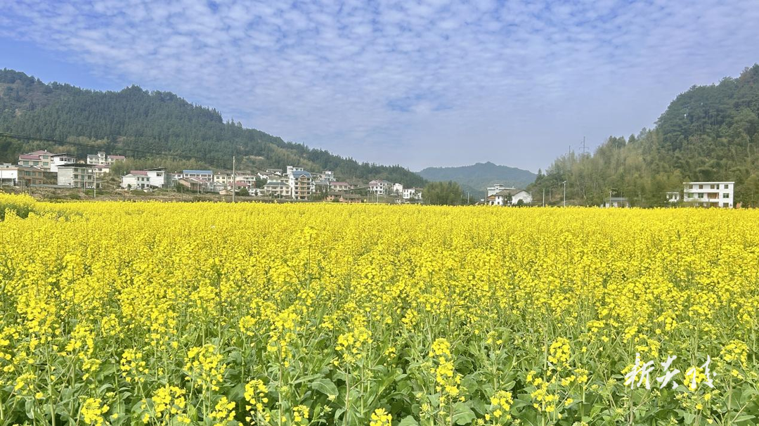 沔渡镇：春风吹春意 油菜花盛放