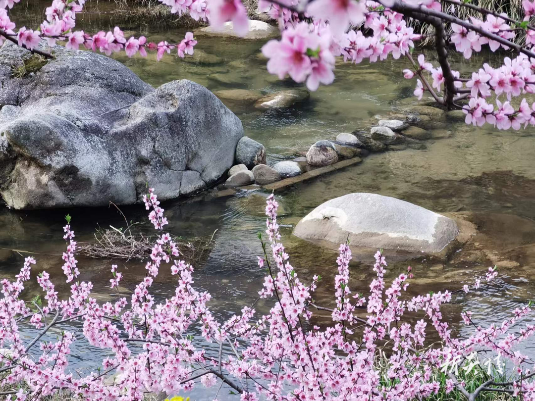 下村乡：三月，人间桃花源