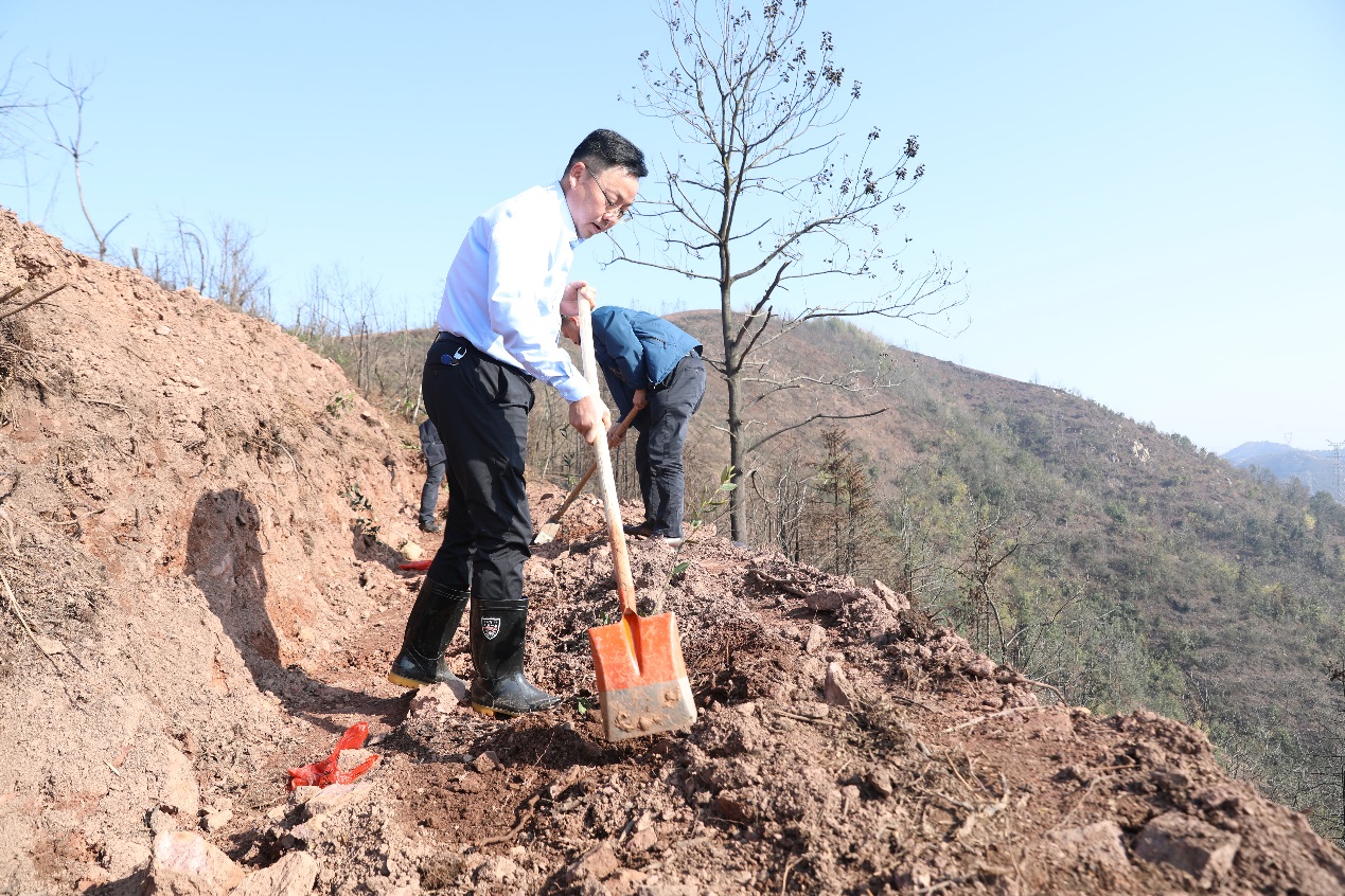 种下绿色希望 共建美丽株洲—市自然资源和规划局开展义务植树活动