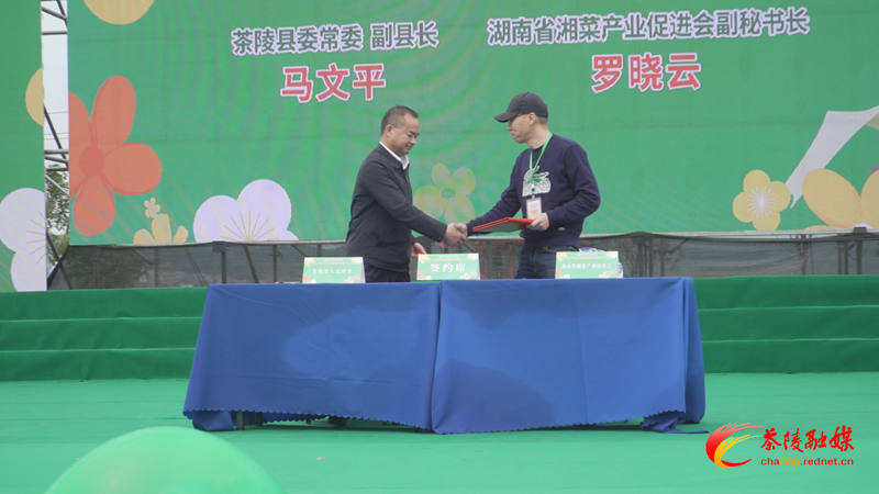 茶陵县“农商行杯”第十届油菜花节开幕