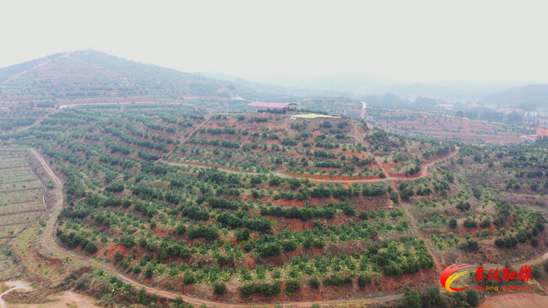 茶陵：春季果树修剪忙 果农增收有保障