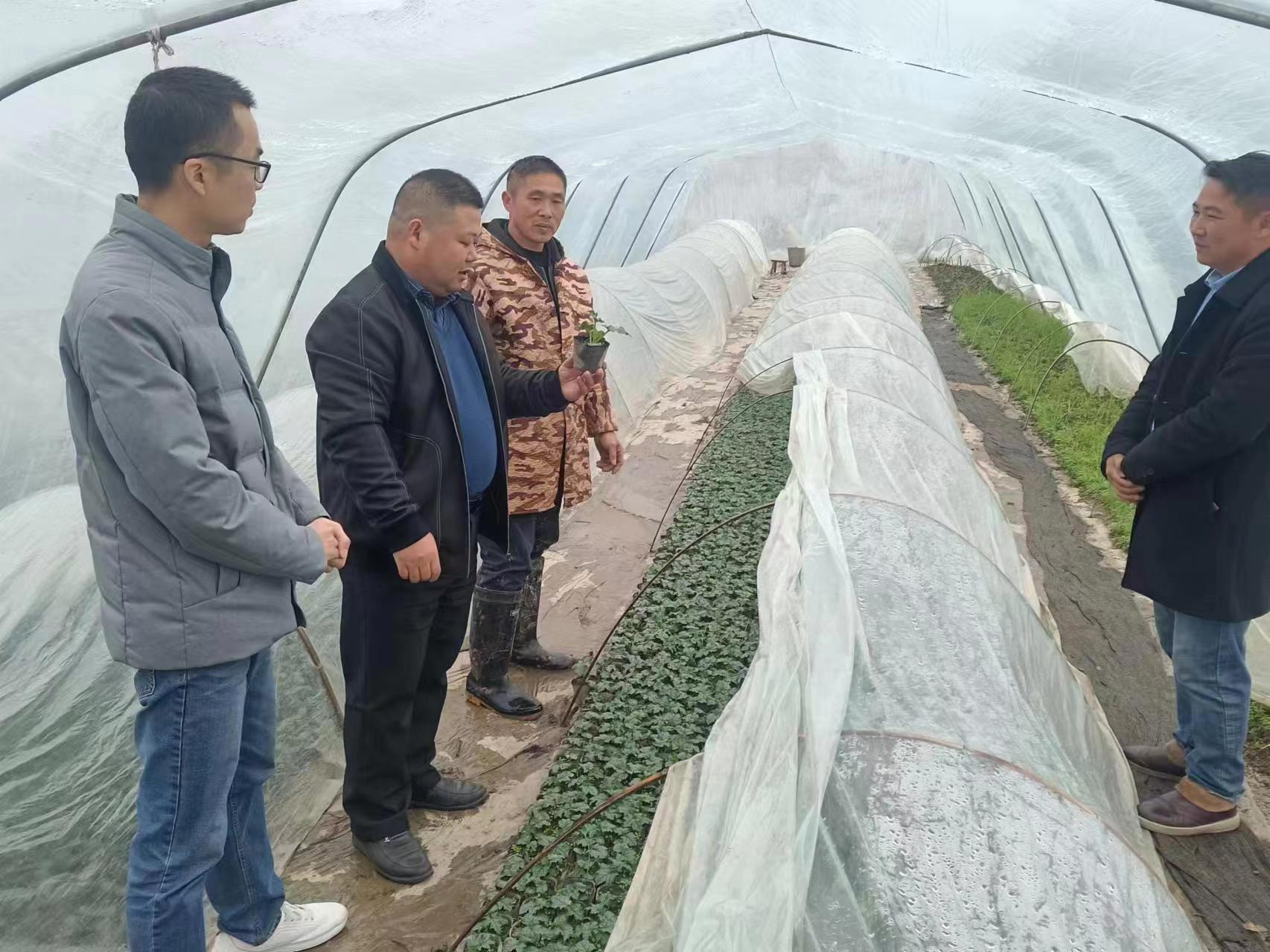 李畋镇：人勤春来早，春耕正当时