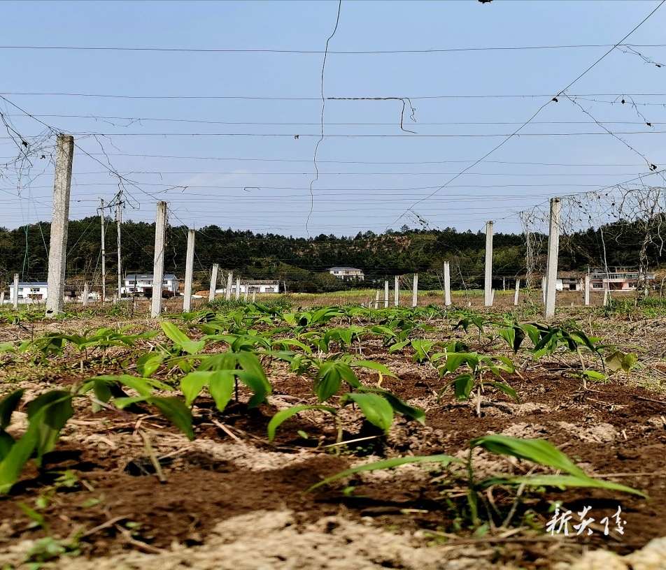 炎陵县：行业协会示范引领 促发展 强主体