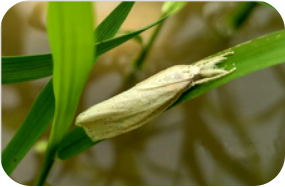 水稻二化螟（钻心虫）综合防控技术