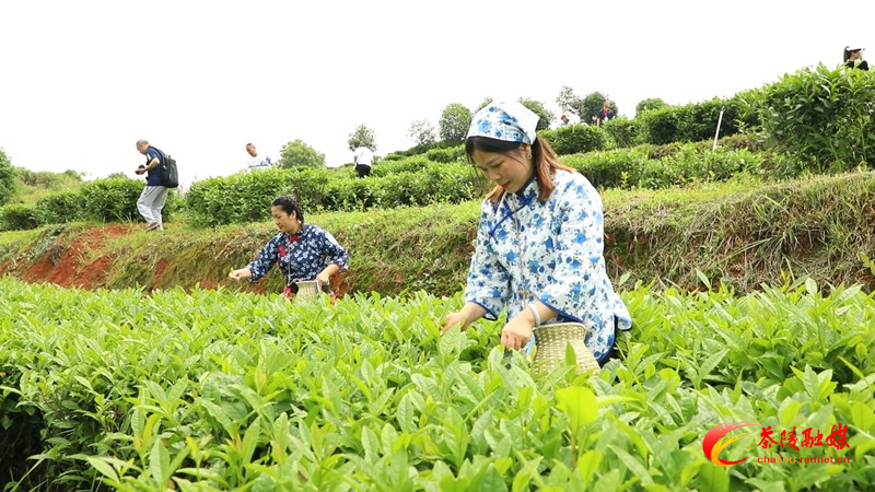 秀一秀指尖上的功夫！茶陵启动茶技人才技能展示系列活动