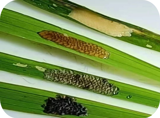 水稻二化螟（钻心虫）综合防控技术