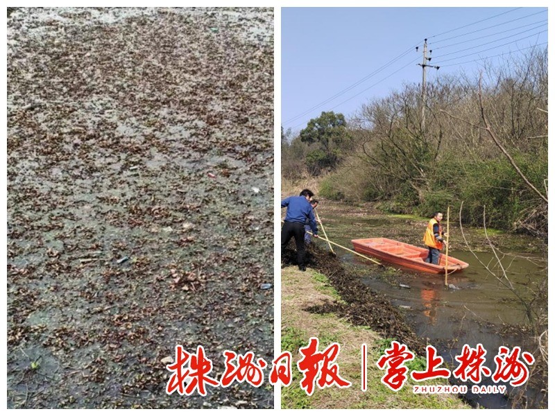 石峰区:强化流域联防联控 开展水葫芦清理专项行动
