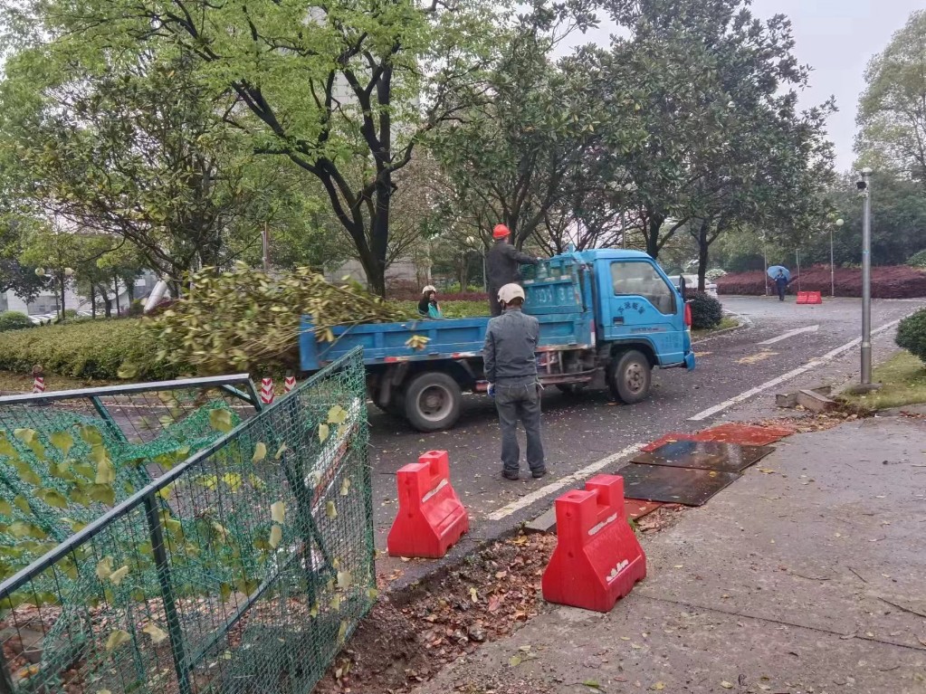 芦淞园林：消除安全隐患 芦淞园林及时清除折枝断枝