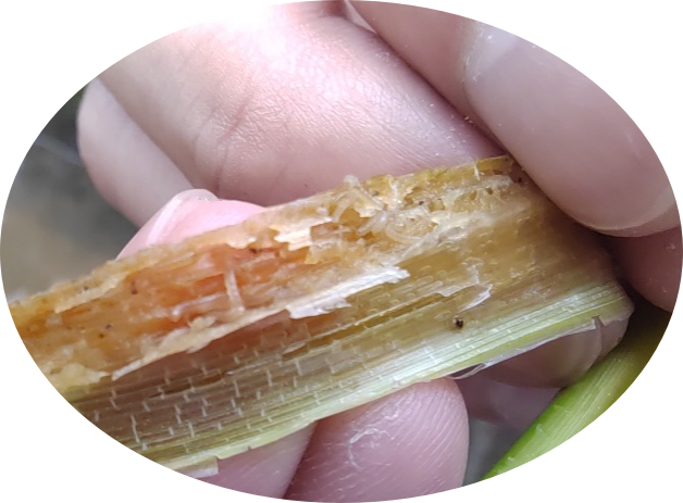 水稻二化螟（钻心虫）综合防控技术