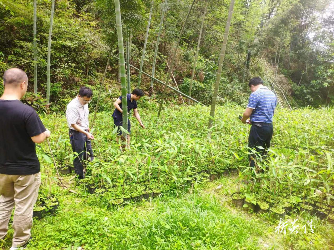 十都镇：淡淡粽叶香 片片“致富叶”
