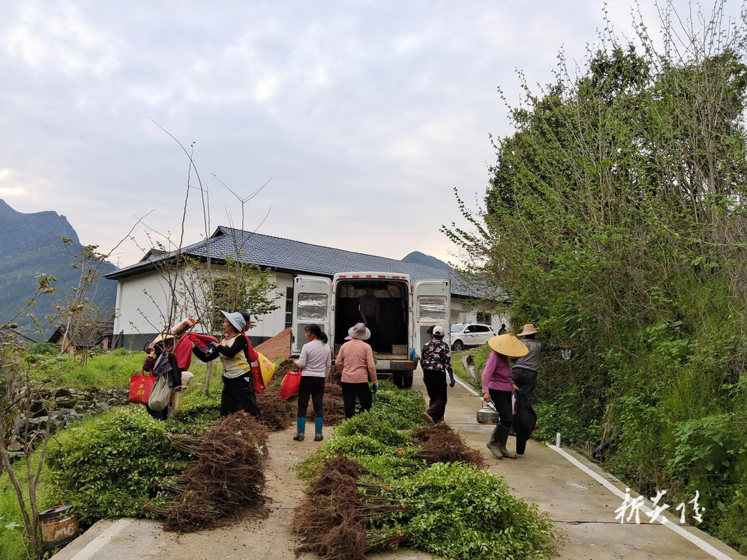县青石冈国有林场:春暖植树忙 苗木基地产销两旺