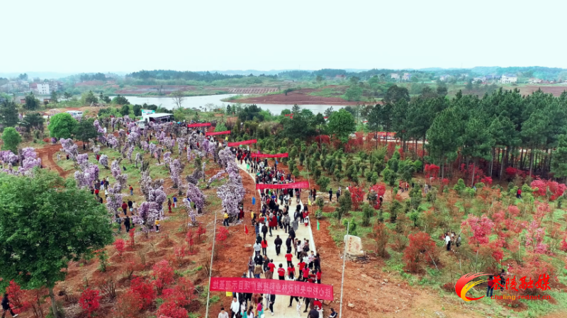 茶陵：杜鹃为媒 “王婆”相约