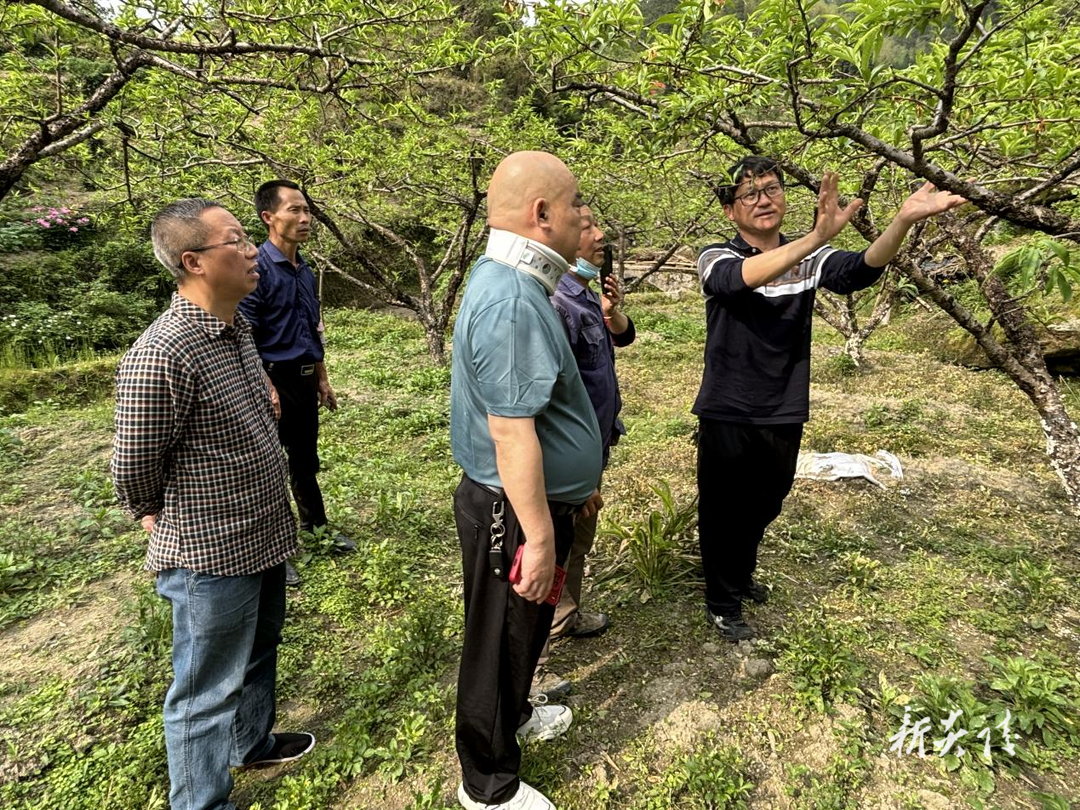 中村瑶族乡：植保专家送“技”下乡 为果树“把脉问诊”