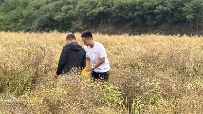 省农业农村厅、省统计局来攸开展油菜生产情况调研