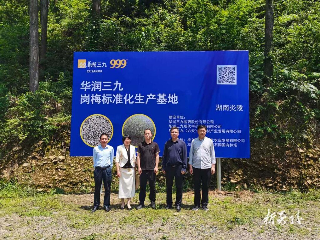 县青石冈国有林场岗梅标准化生产基地正式揭牌