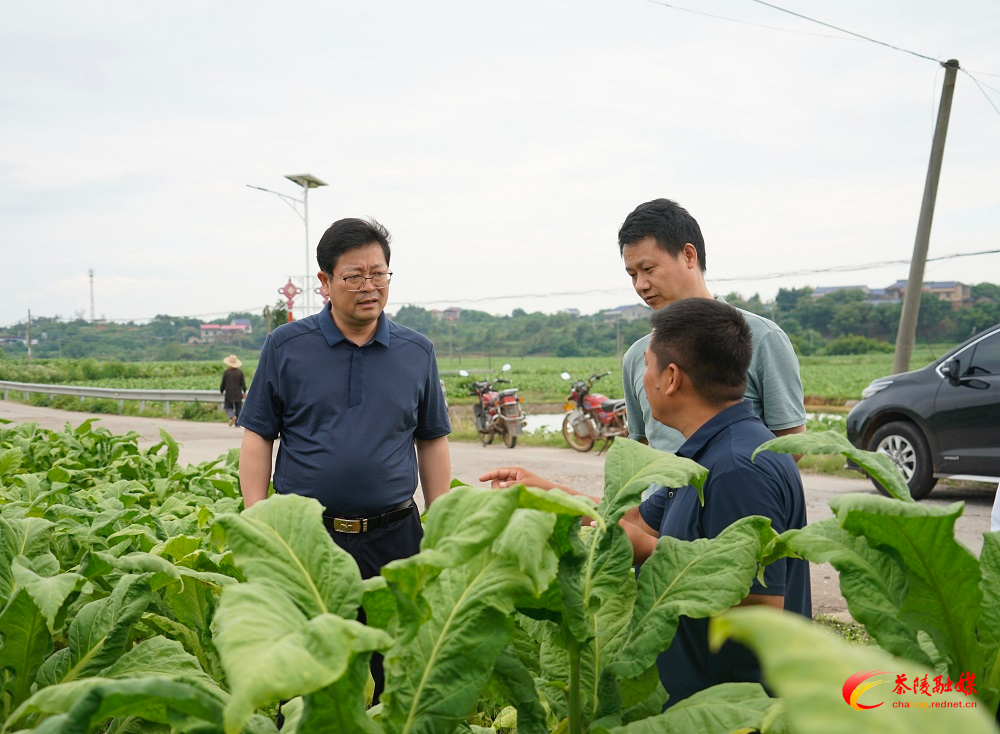 杨红兵到界首镇督导调研