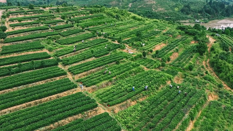 茶陵：以茶为媒 推动茶产业高质量发展