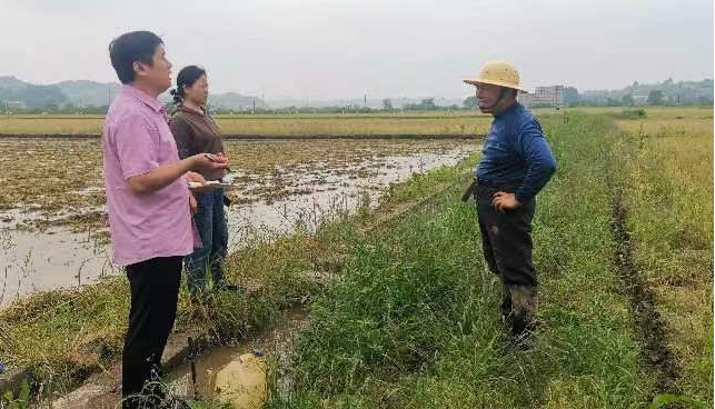 推广低镉水稻 保障粮食安全