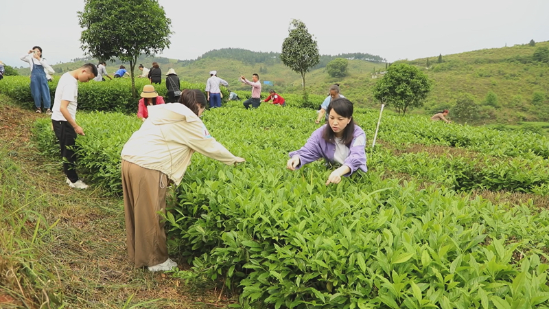 茶陵：以茶为媒 推动茶产业高质量发展