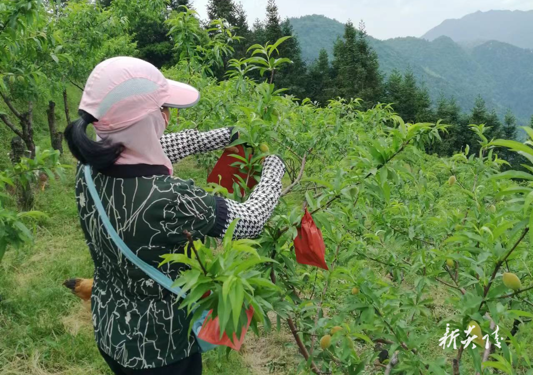 中村瑶族乡：多方联动，助力黄桃产业升级