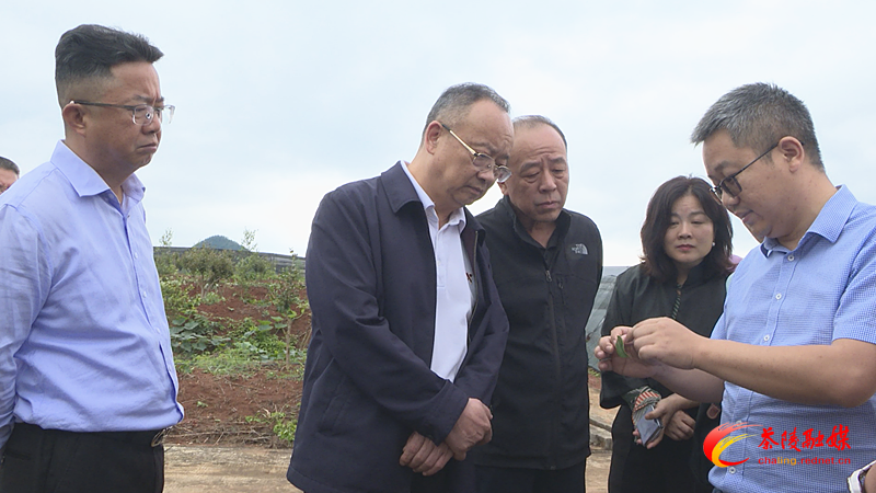 向佐谊一行来茶调研油茶产业发展