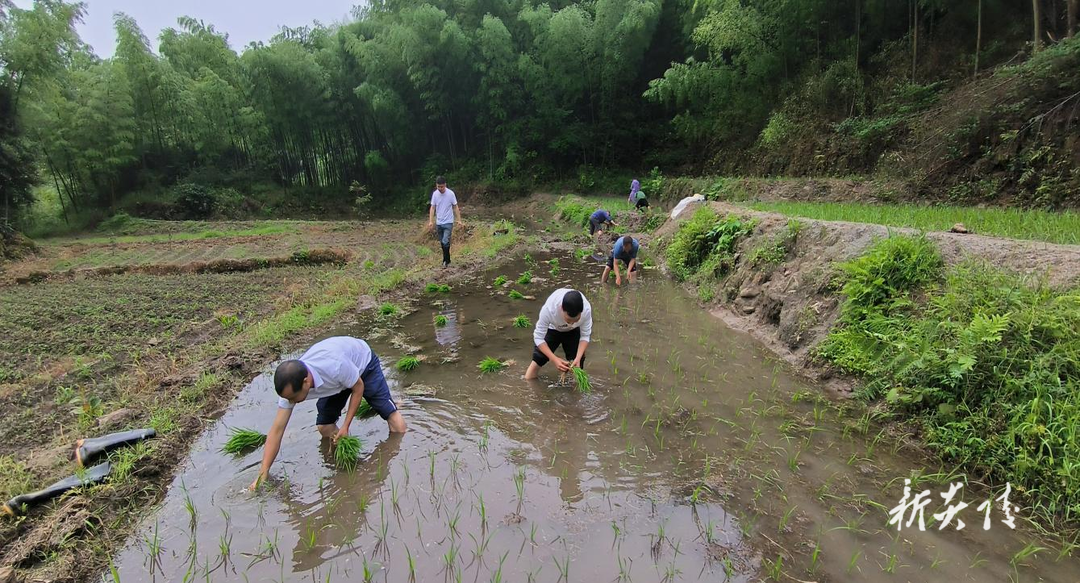 十都镇：干群联动齐上阵 水稻育秧助丰产