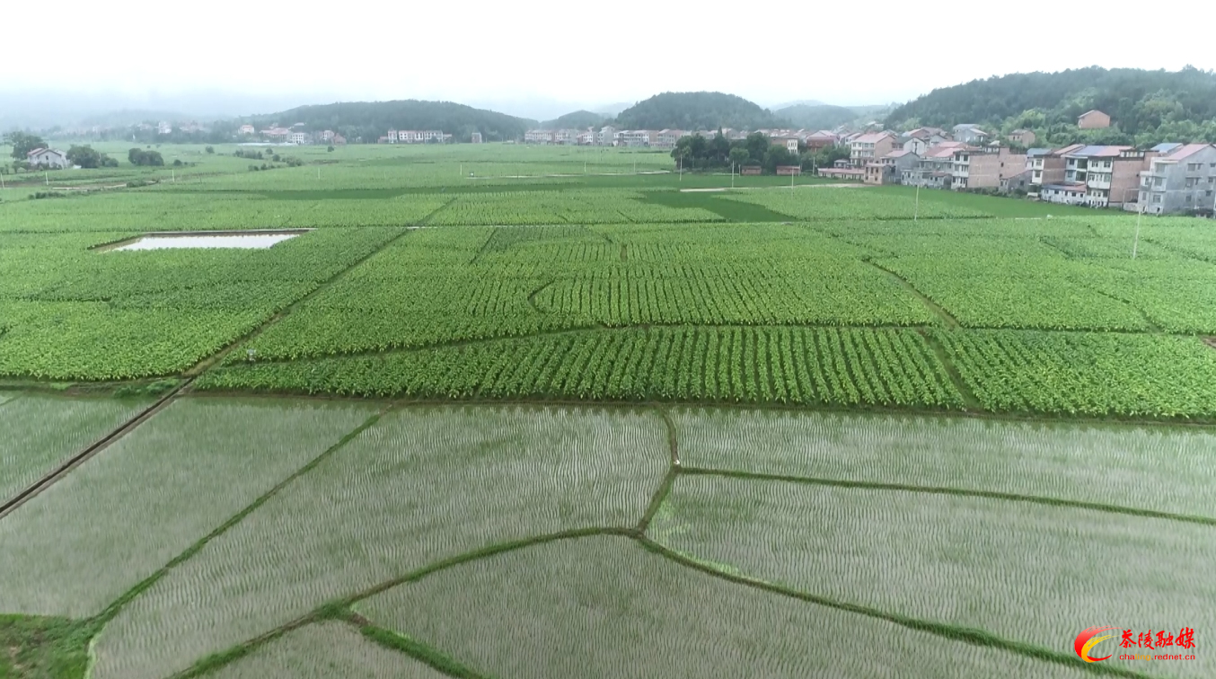 茶陵“烟稻油”轮作：“一田三收”好“丰”景