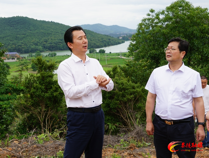 刘飞勇带队来茶调研督导林业及地质灾害点防治工作