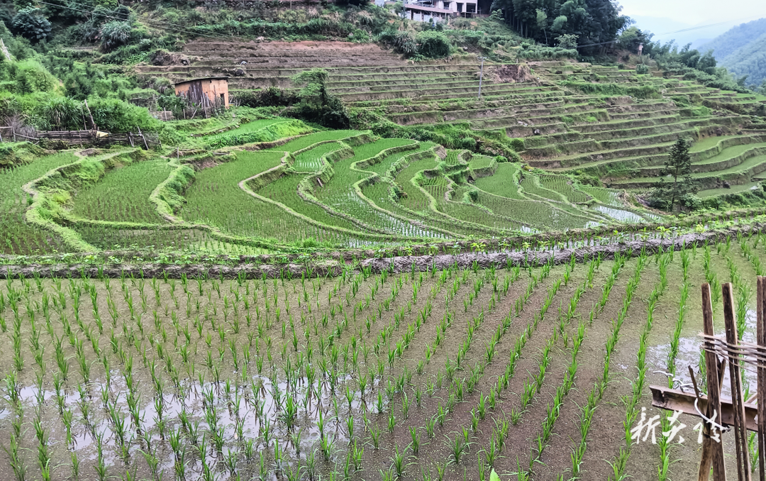 十都镇：治理耕地抛荒 确保粮食安全