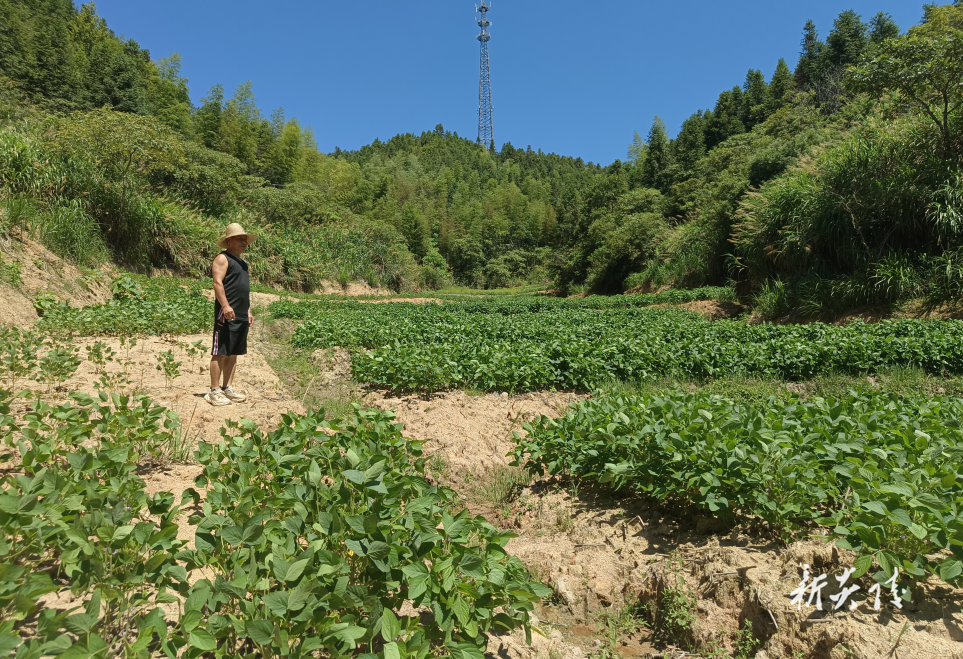 十都镇：抛荒治理出成果 撂荒地变“丰收田”