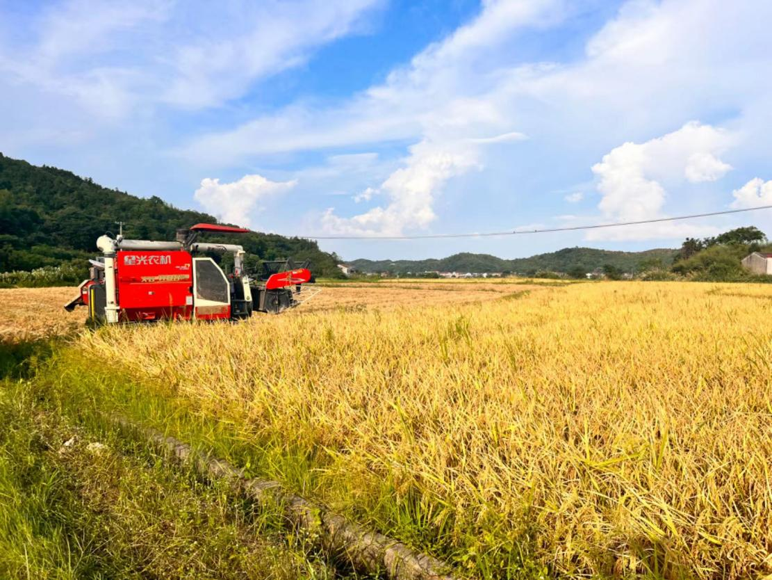盛夏农时忙，明月镇争分夺秒促“双抢”