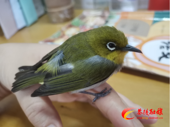 茶陵师生携手救助国家“三有”保护动物