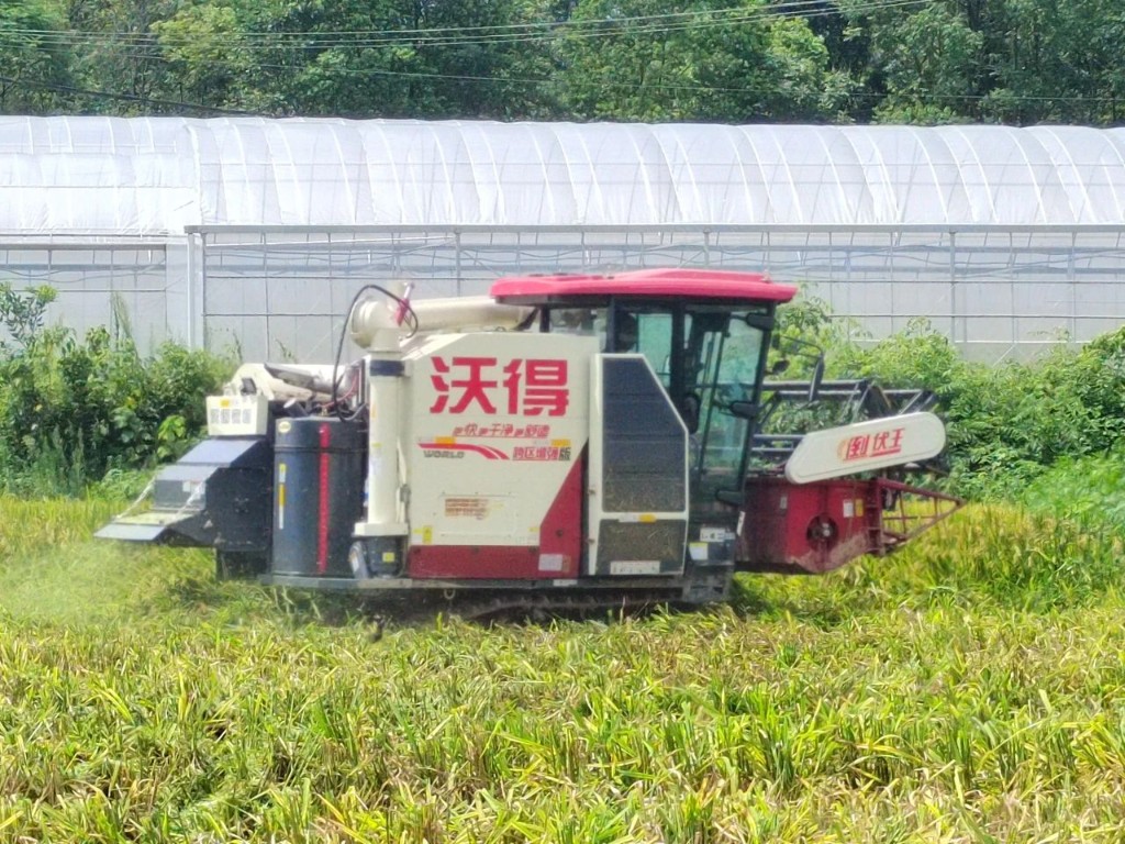 风吹稻浪香 农户乐开怀