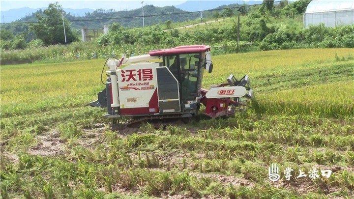 李晓彤到镇村调研“双抢”工作