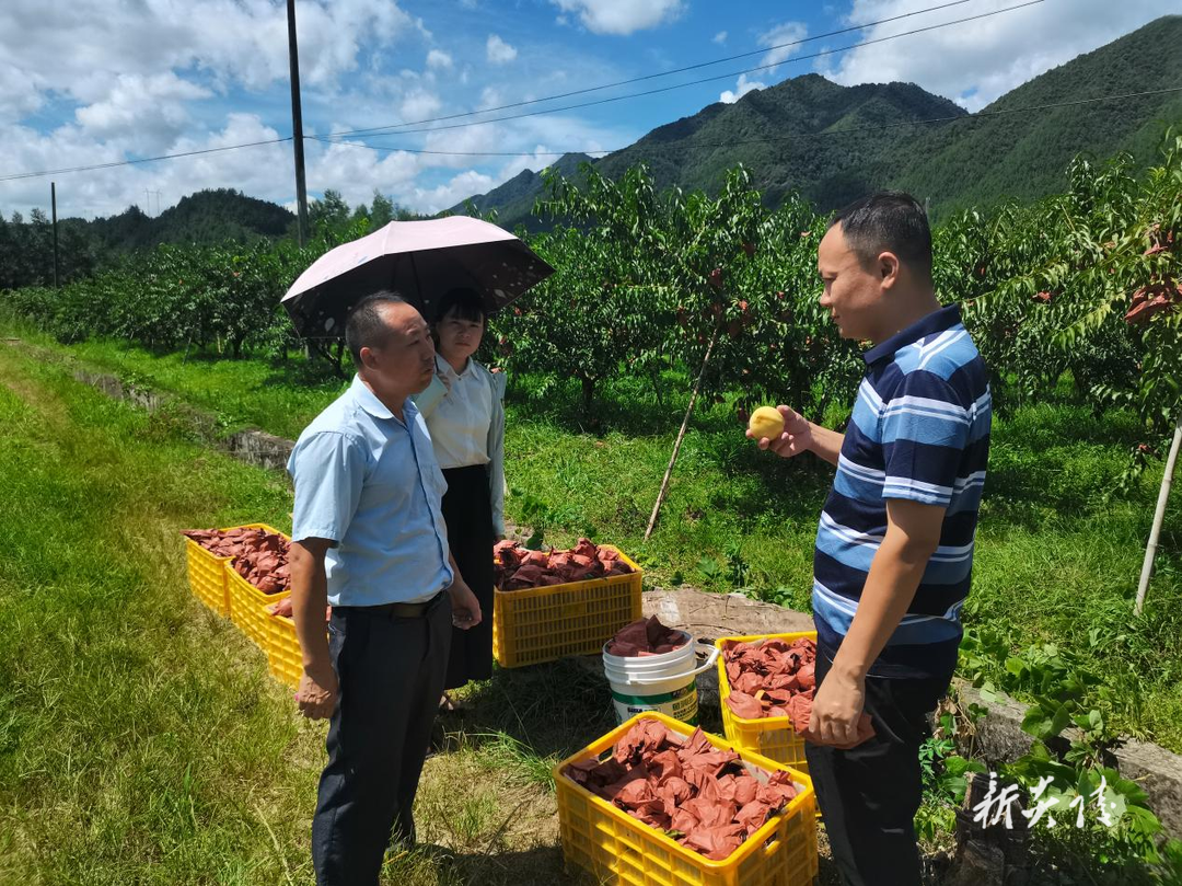 中村瑶族乡：全力护航炎陵黄桃季 严格巡查 确保品质与市场稳定