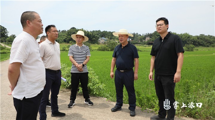 李晓彤到镇村调研“双抢”工作