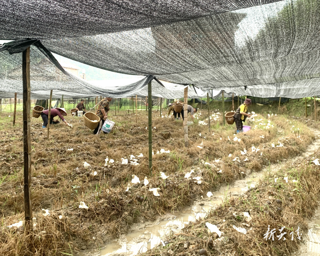 十都镇：返乡创业种竹荪 开辟乡村致富路