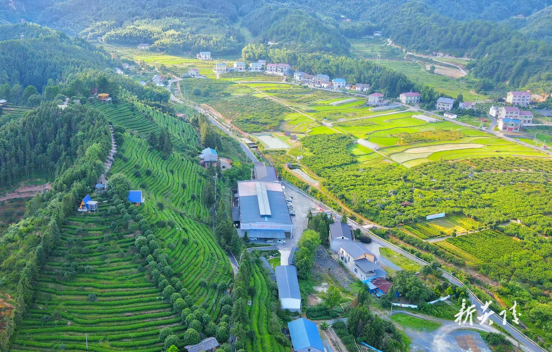 霞阳镇石子坝村：特色产业绘就美丽乡村新画卷