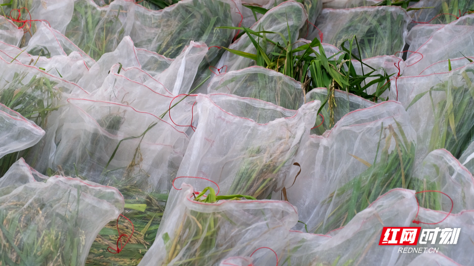"种草"霞湾港，她遍访湖南矿山寻找最优解