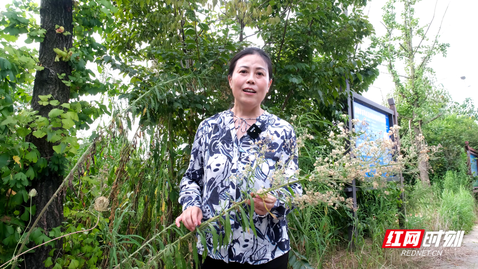 "种草"霞湾港，她遍访湖南矿山寻找最优解