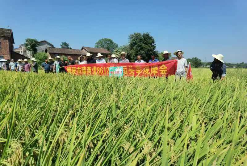 醴陵：200多名大户田间观摩“样板田”