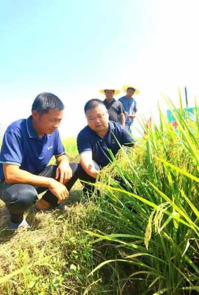 醴陵：200多名大户田间观摩“样板田”