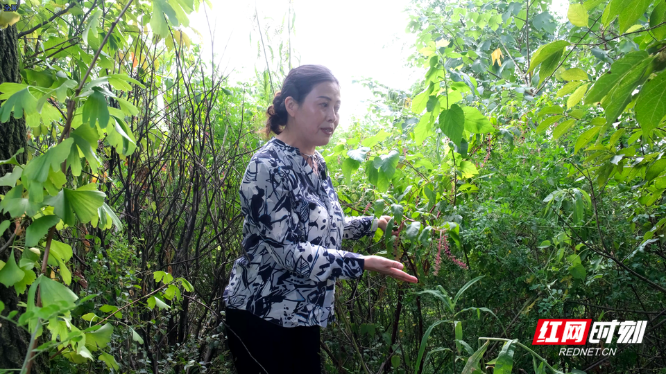 "种草"霞湾港，她遍访湖南矿山寻找最优解