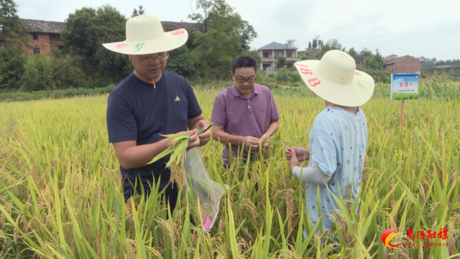 省植保研究所专家“田间问诊” 为水稻管理开“良方”