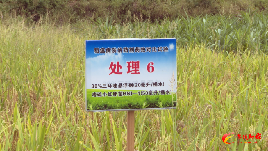 省植保研究所专家“田间问诊” 为水稻管理开“良方”