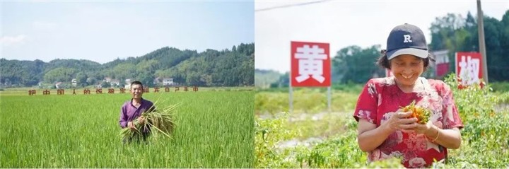 【渌口三农】科技赋能 振兴种业